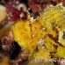 scorpionfish_leaf_db_h_0705_png2253.jpg